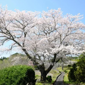 Yoshino Flowering Cherry Live Plant - 6-12