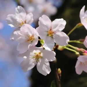 Yoshino Flowering Cherry Live Plant - 6-12