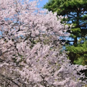 Yoshino Flowering Cherry Live Plant - 6-12