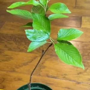 Yoshino Flowering Cherry Live Plant - 6-12