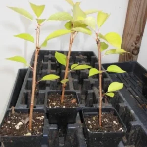 Yoshino Flowering Cherry Live Plant - 6-12