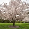 Yoshino Flowering Cherry Tree - 2 to 3 Feet Tall - Grafted Live Plant - 3 Gallon Pot - Image 1