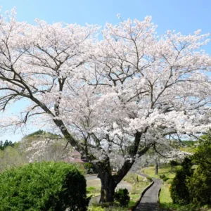 Yoshino Flowering Cherry Tree – Live Plant Seedling, 6-12 inches, White Flowers, Outdoor - Image 2