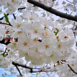 Yoshino Flowering Cherry Tree – Live Plant Seedling, 6-12 inches, White Flowers, Outdoor - Image 3