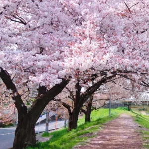 Yoshino Flowering Cherry Tree – Live Plant Seedling, 6-12 inches, White Flowers, Outdoor - Image 6