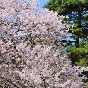 Yoshino Flowering Cherry Tree – Live Plant Seedling, 6-12 inches, White Flowers, Outdoor - Image 8