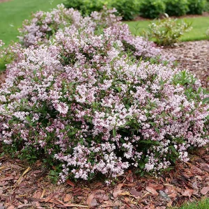 Yuki Kabuki Deutzia Live Plant – Pink Flowers – 4 inch Pot – Outdoor Shrub - Image 1
