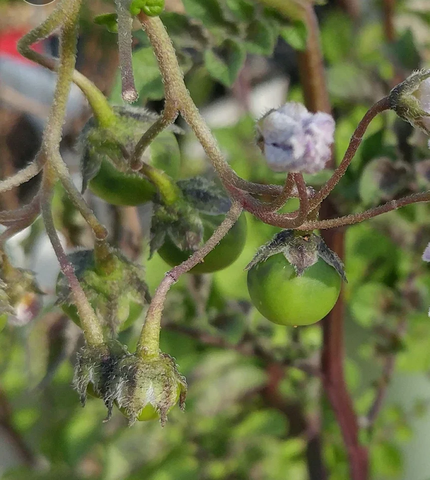 Yukon Gold True Potato Seeds - 40 Organic Seeds, Yellow Mix, Annual - Image 3