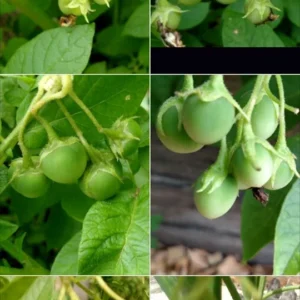 Yukon Gold True Potato Seeds - 40 Organic Seeds, Yellow Mix, Annual - Image 4