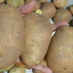 Yukon Gold True Potato Seeds - 40 Organic Seeds, Yellow Mix, Annual - Image 6