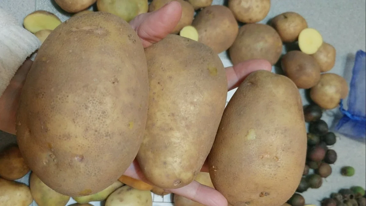 Yukon Gold True Potato Seeds - 40 Organic Seeds, Yellow Mix, Annual - Image 6