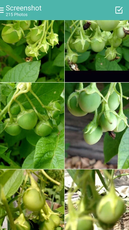 Yukon Gold True Potato Seeds - 40 Organic Seeds, Yellow Mix, Annual - Image 1