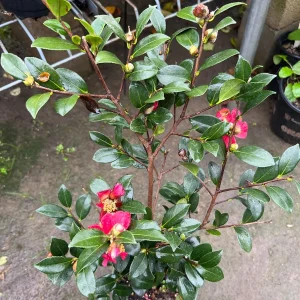 Yuletide Camellia Live Plant - 6 inch Pot - Winter Blooms - Outdoor Shrub - Image 2
