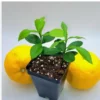 Yuzu Starter Plants - 2 Live Citrus Junos Trees, 3-5 inches Tall - Image 1