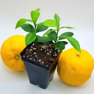 Yuzu Starter Plants - 2 Live Citrus Junos Trees, 3-5 inches Tall - Image 3