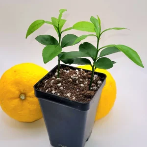 Yuzu Starter Plants - 2 Live Citrus Junos Trees, 3-5 inches Tall - Image 7