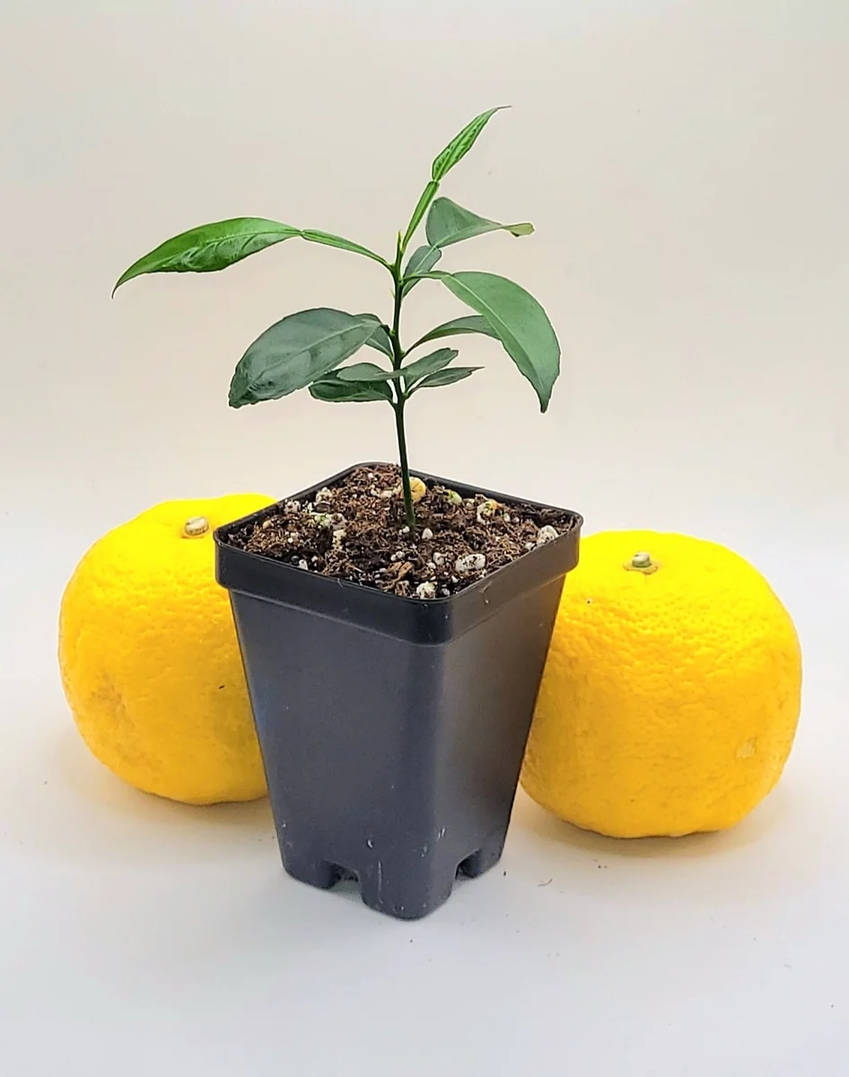 Yuzu Tree Live Plant - Cold Hardy Citrus Seedling 3-5 Inches Tall - Image 2