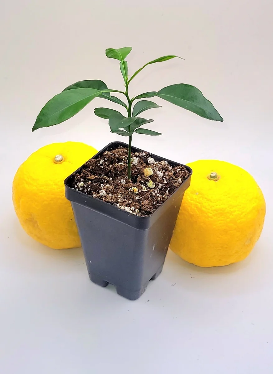 Yuzu Tree Live Plant - Cold Hardy Citrus Seedling 3-5 Inches Tall - Image 3