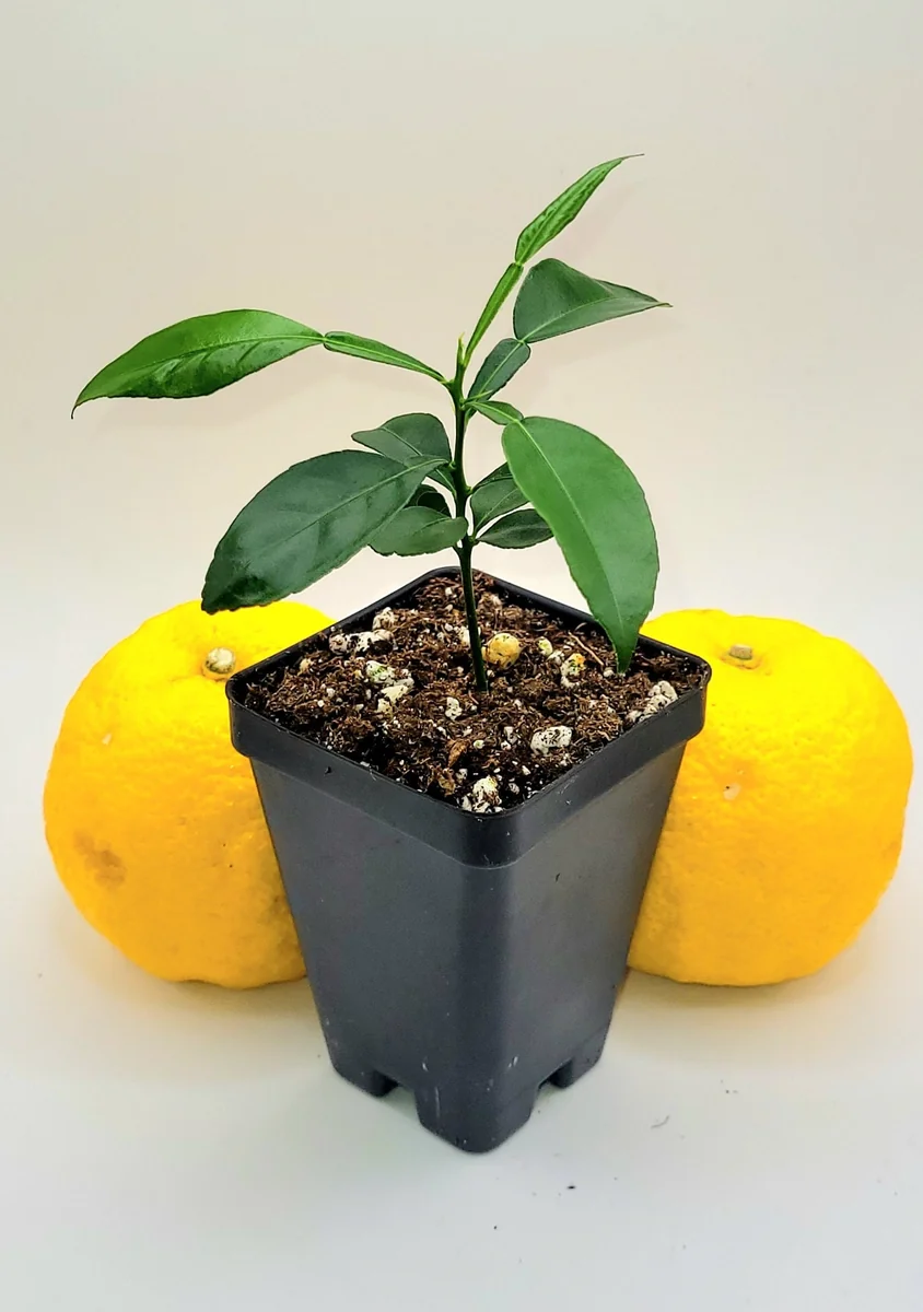 Yuzu Tree Live Plant - Cold Hardy Citrus Seedling 3-5 Inches Tall - Image 4