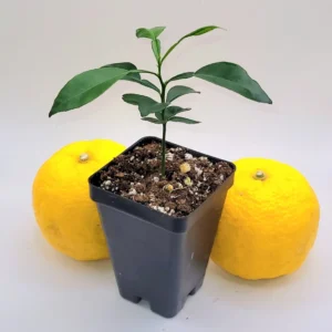 Yuzu Tree Live Plant - Cold Hardy Citrus Seedling 3-5 Inches Tall - Image 5