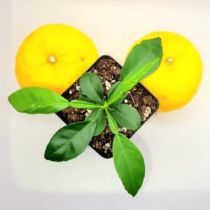 Yuzu Tree Live Plant - Cold Hardy Citrus Seedling 3-5 Inches Tall - Image 6