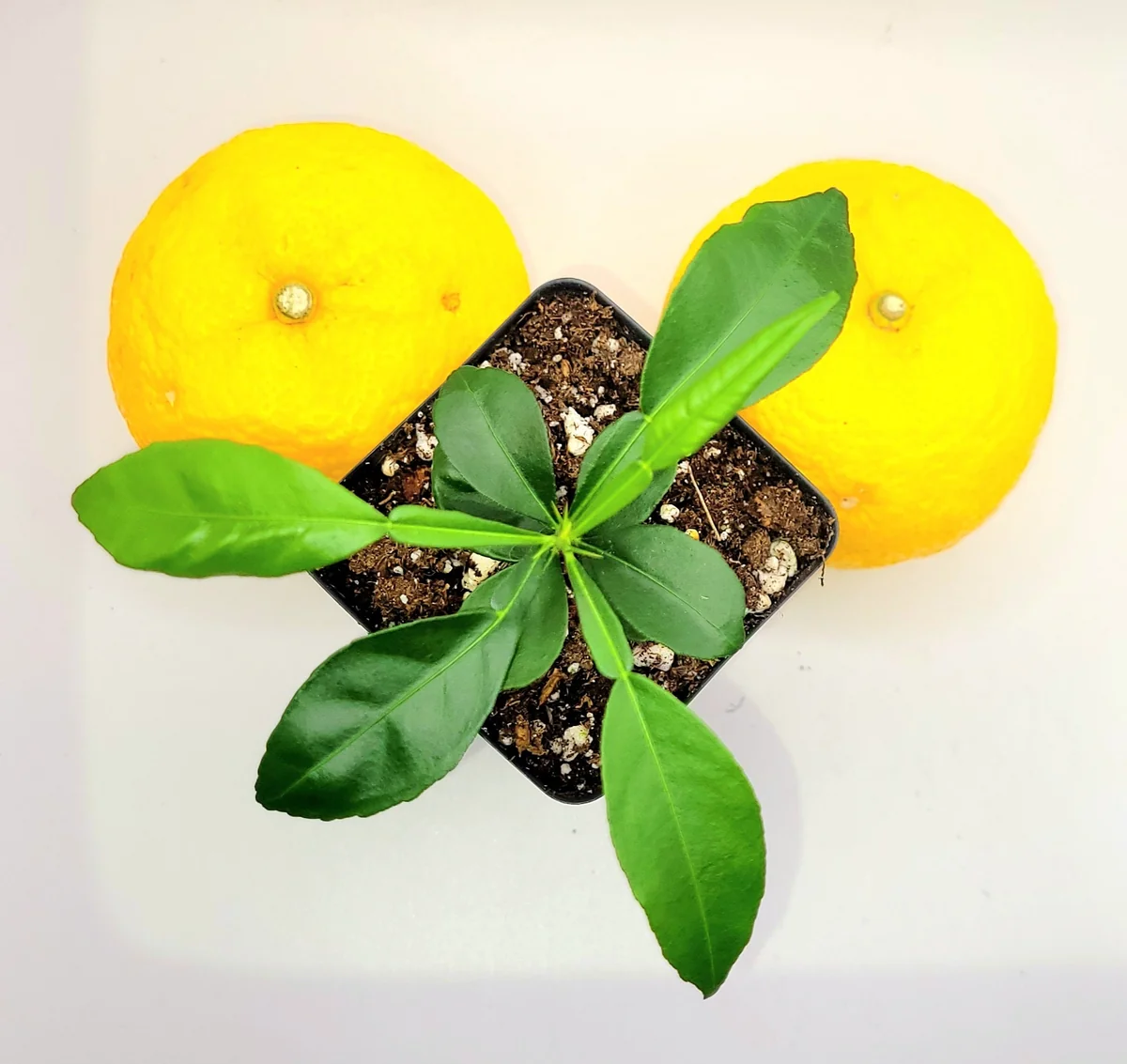 Yuzu Tree Live Plant - Cold Hardy Citrus Seedling 3-5 Inches Tall - Image 6