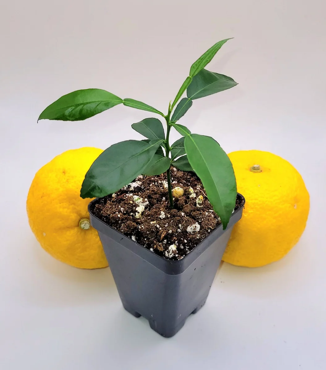 Yuzu Tree Live Plant - Cold Hardy Citrus Seedling 3-5 Inches Tall - Image 7