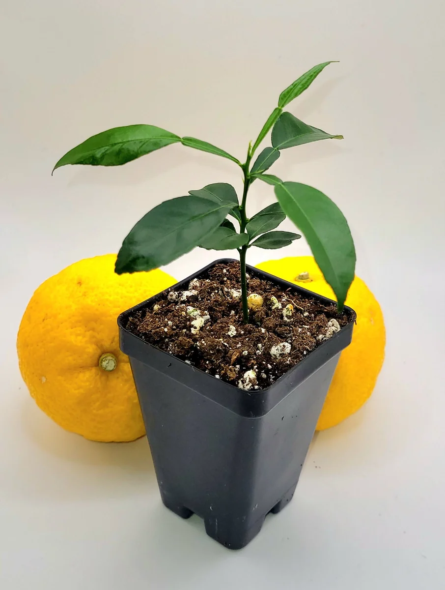 Yuzu Tree Live Plant - Cold Hardy Citrus Seedling 3-5 Inches Tall - Image 8