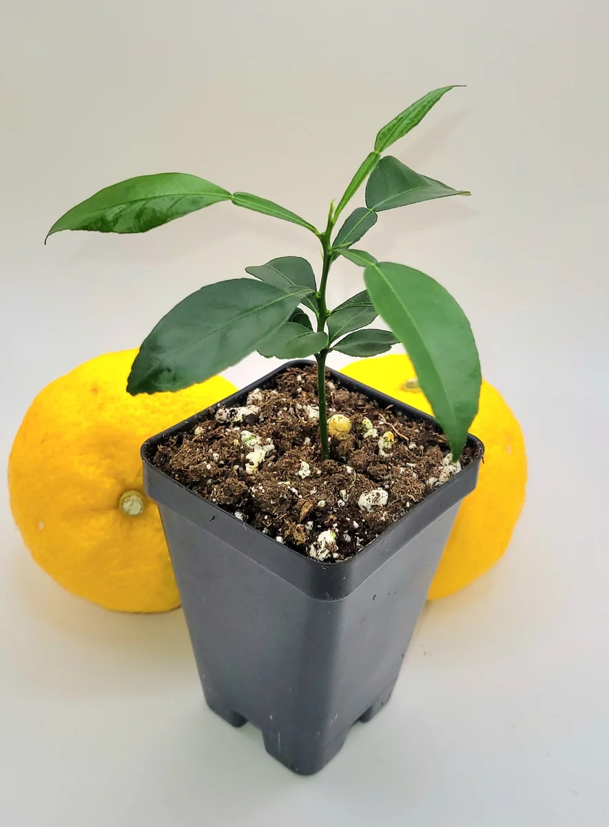 Yuzu Tree Live Plant - Cold Hardy Citrus Seedling 3-5 Inches Tall - Image 9