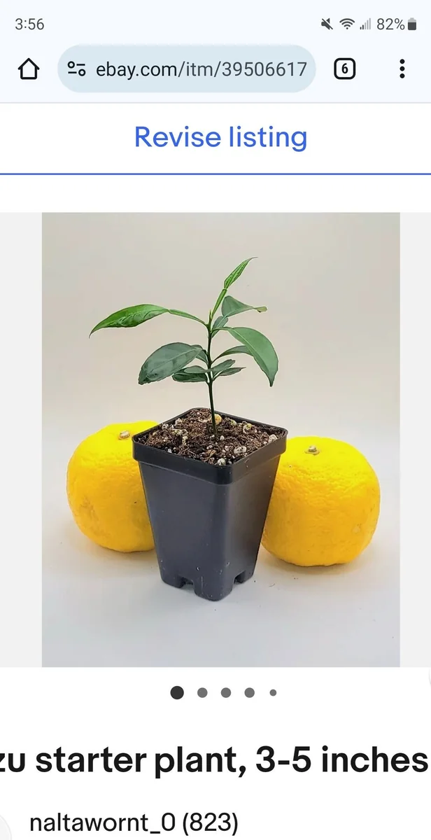 Yuzu Tree Live Plant - Cold Hardy Citrus Seedling 3-5 Inches Tall - Image 1
