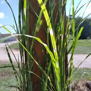 Zebra Grass Live Plant – 4 inch Pot – Ornamental Outdoor Grass – Full Sun/Partial Shade - Image 4