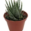 Zebra Haworthia Live Plant - Haworthia fasciata - 2.5 inch Pot - Indoor Succulent - Image 1