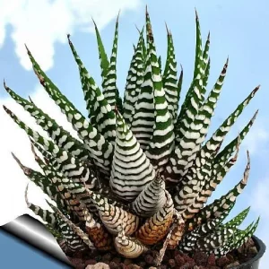 Zebra Haworthia Live Plant - Haworthia fasciata - 2.5 inch Pot - Indoor Succulent - Image 3