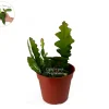 Zig Zag Cactus Live Plant – 4 inch Potted Houseplant – Indoor & Outdoor - Image 1
