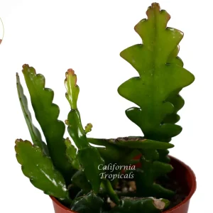 Zig Zag Cactus Live Plant – 4 inch Potted Houseplant – Indoor & Outdoor - Image 2