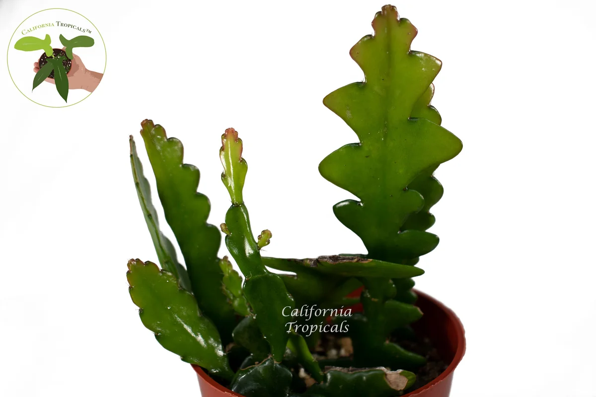 Zig Zag Cactus Live Plant – 4 inch Potted Houseplant – Indoor & Outdoor - Image 2