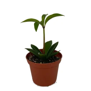 ZigZag Peperomia Pereskiifolia Live Plant – 2.5