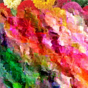 Zinnia Holi Mix Seeds - 100 Count, Colorful Outdoor Flowering Plants - Image 1