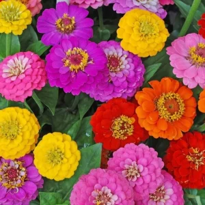 Zinnia Lilliput Flower Seeds Mix - Non-GMO Heirloom Annual Garden Seeds - Multicolor - Image 1
