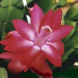 Zygocactus Live Plant – Thanksgiving Cactus – 7