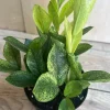 ZZ Chameleon Live Plant – Zamioculcas zamiifolia – 6 inch Pot – Indoor Houseplant - Image 1