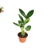 ZZ Plant Live Plant – 2 inch Pot – Zamioculcas Zamiifolia – Easy Care Indoor Houseplant - Image 1