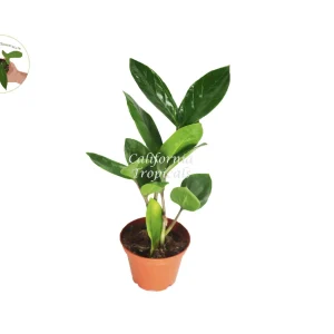 ZZ Plant Live Plant – 2 inch Pot – Zamioculcas Zamiifolia – Easy Care Indoor Houseplant - Image 1