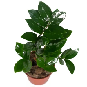 ZZ Plant Live Plant – 4 inch Pot – Indoor Houseplant – Zamioculcas zamiifolia - Image 2