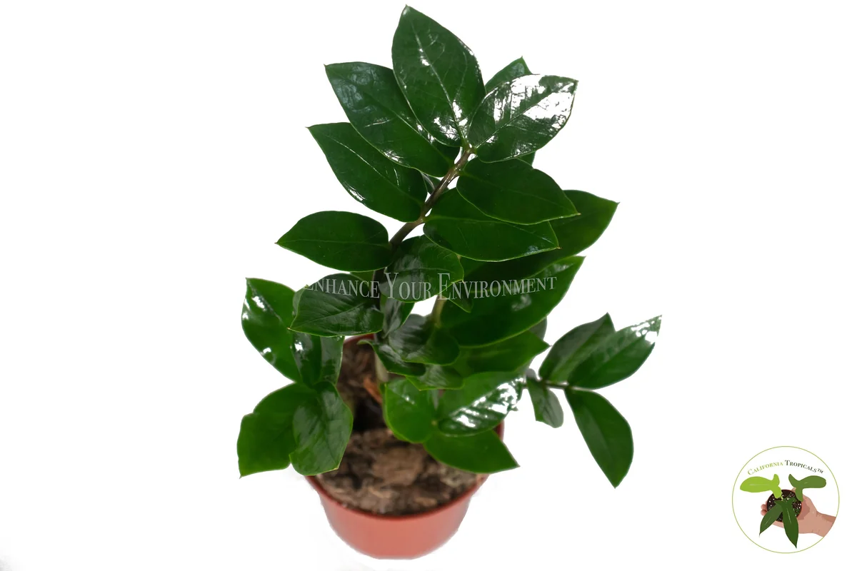 ZZ Plant Live Plant – 4 inch Potted Houseplant – Easy Care Indoor Foliage - Image 2
