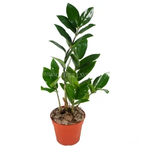 ZZ Plant Live Plant – 4 inch Potted Houseplant – Easy Care Indoor Foliage - Image 1