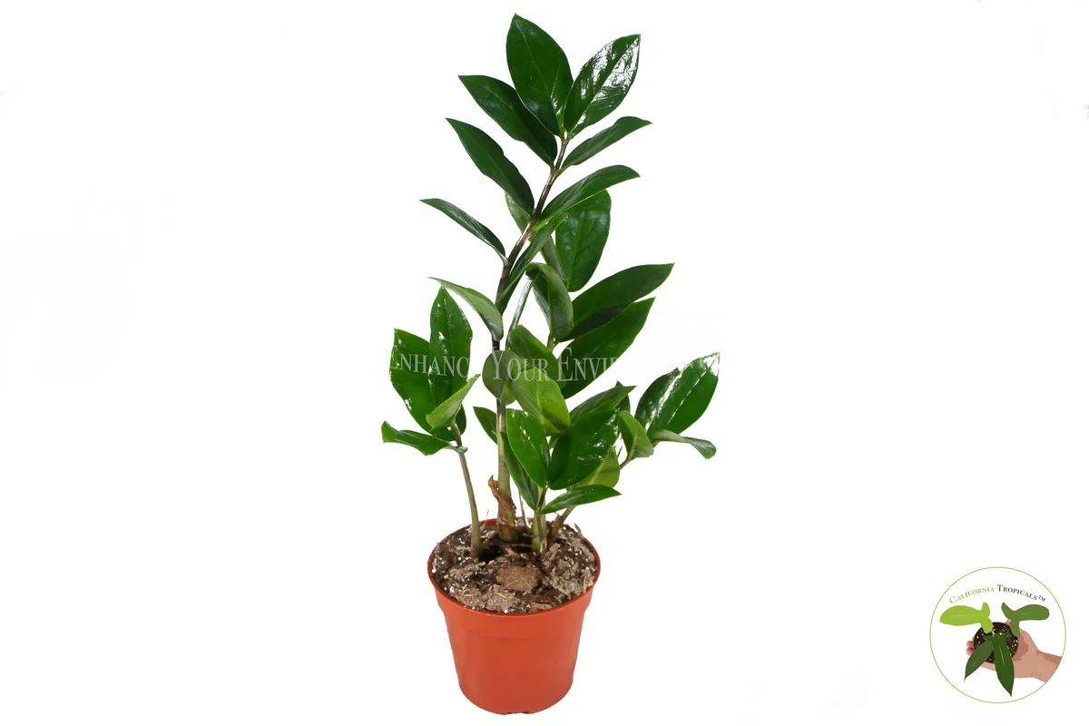 ZZ Plant Live Plant – 4 inch Potted Houseplant – Easy Care Indoor Foliage - Image 1