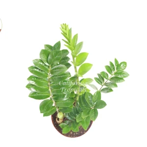 ZZ Plant Live Plant – 8 inch Pot – Low Light Indoor Houseplant - Image 2
