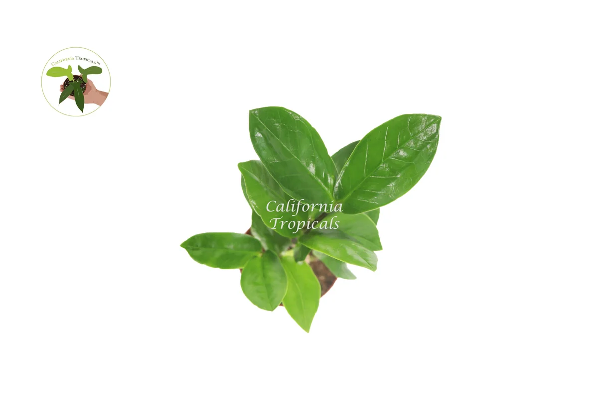 ZZ Plant Live Plant – Zamioculcas zamiifolia – 2 inch Pot – Indoor Houseplant - Image 2