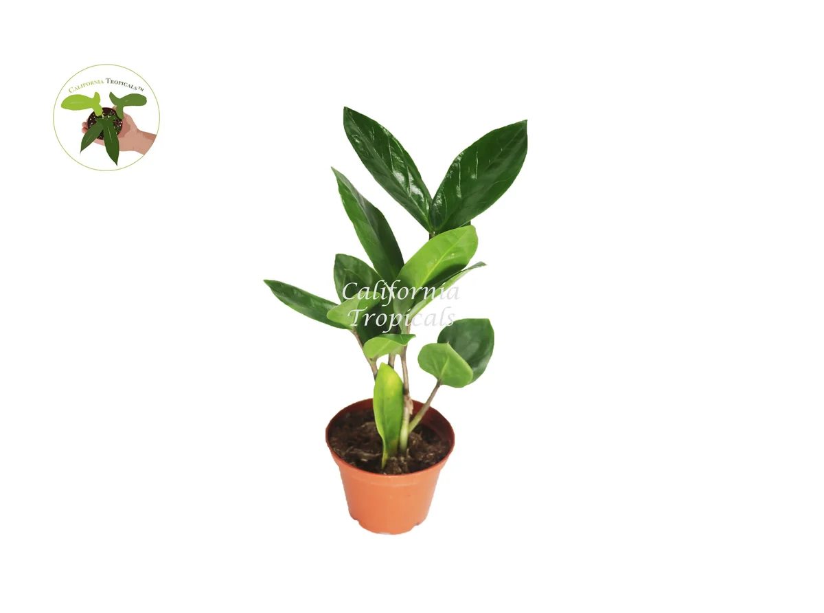 ZZ Plant Live Plant – Zamioculcas zamiifolia – 2 inch Pot – Indoor Houseplant - Image 1